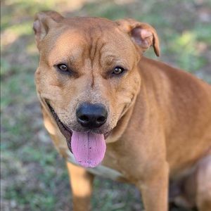 Meet your Posher, Anne-marie